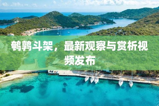鹌鹑斗架，最新观察与赏析视频发布