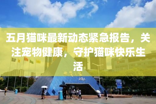 五月猫咪最新动态紧急报告，关注宠物健康，守护猫咪快乐生活