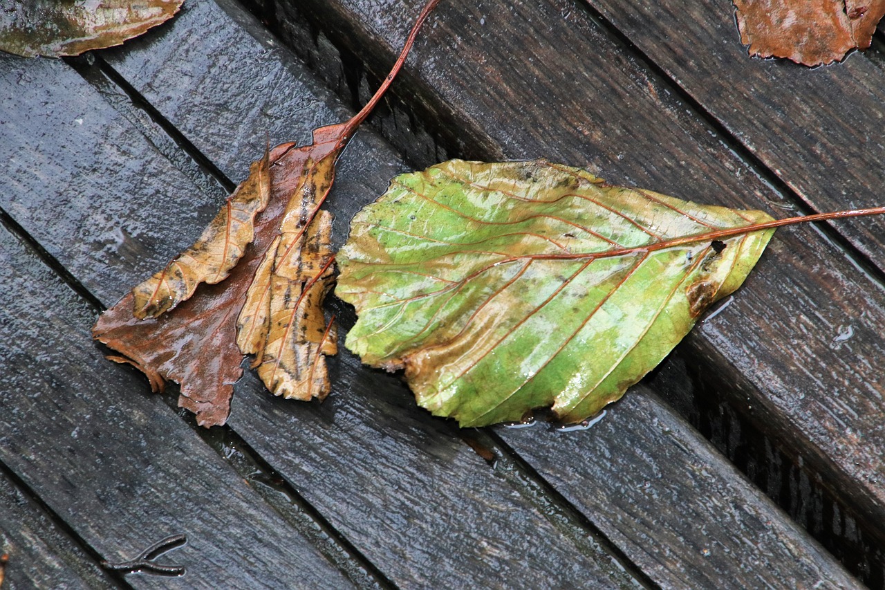 茯苓的多重价值与功效深度解析