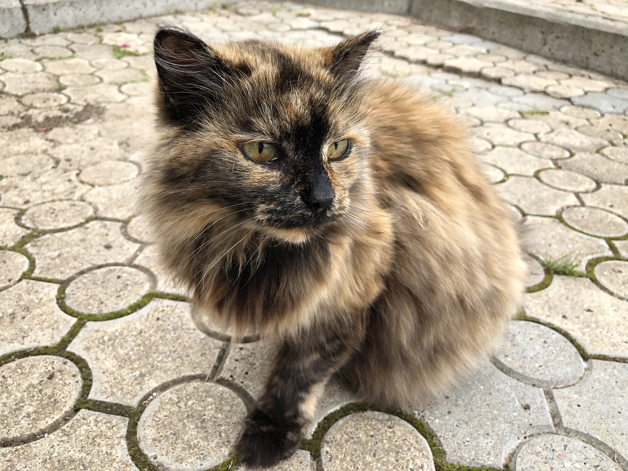 猫咪最新版1.0.7，全新猫咪世界探索体验