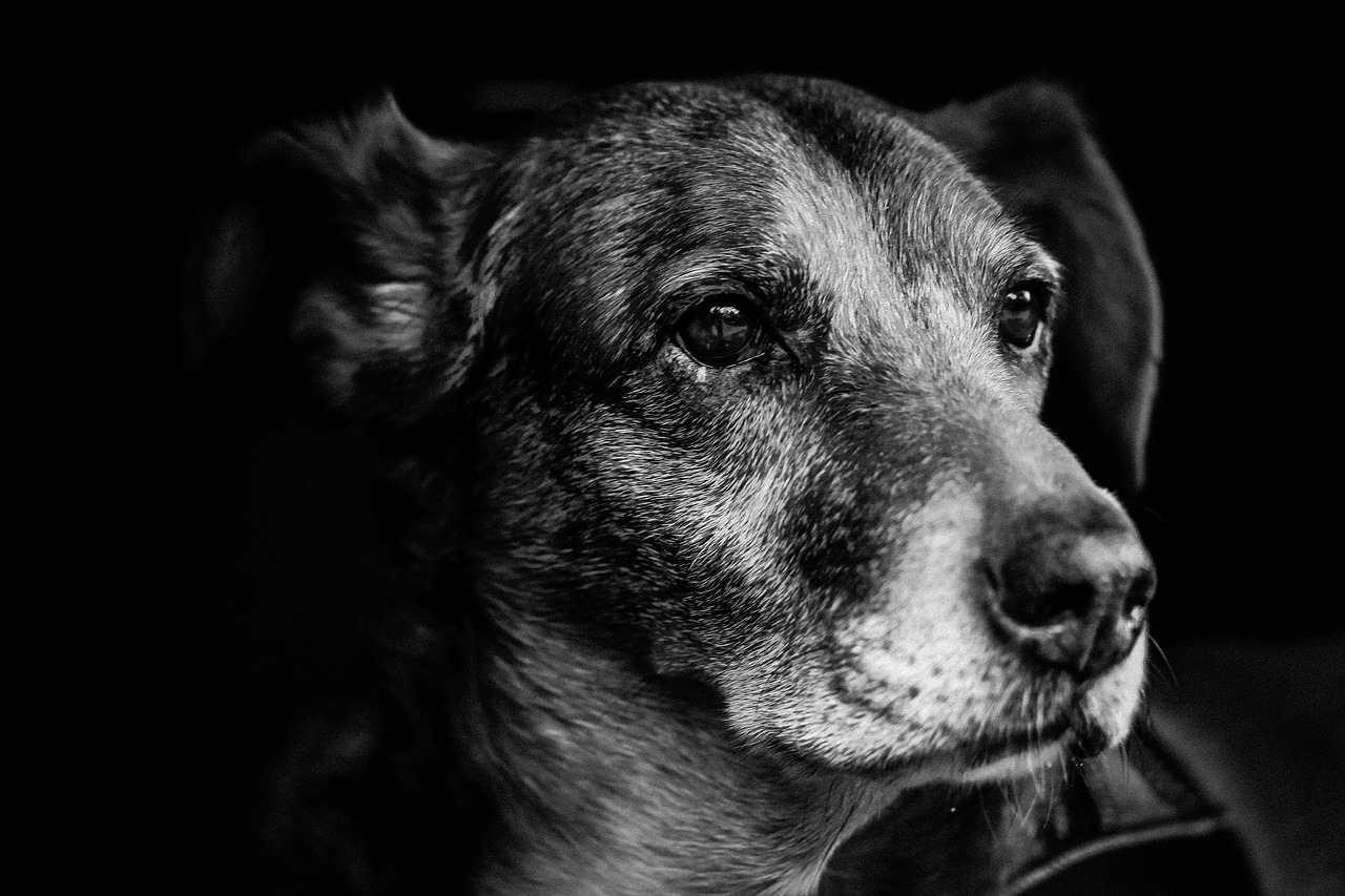 电影人狗情未了，人与犬的深情羁绊与心灵感悟之旅
