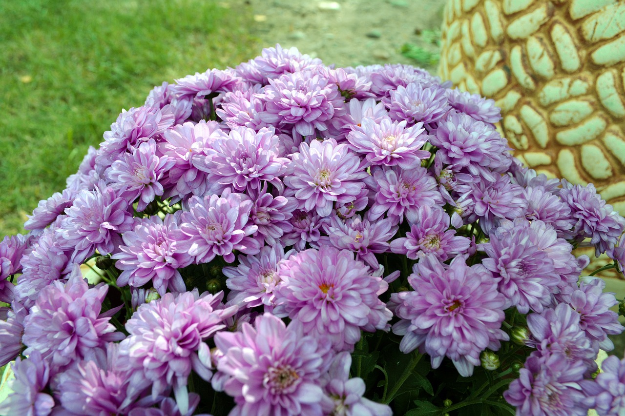 杨梅季节盛宴，自然的馈赠与上市盛事